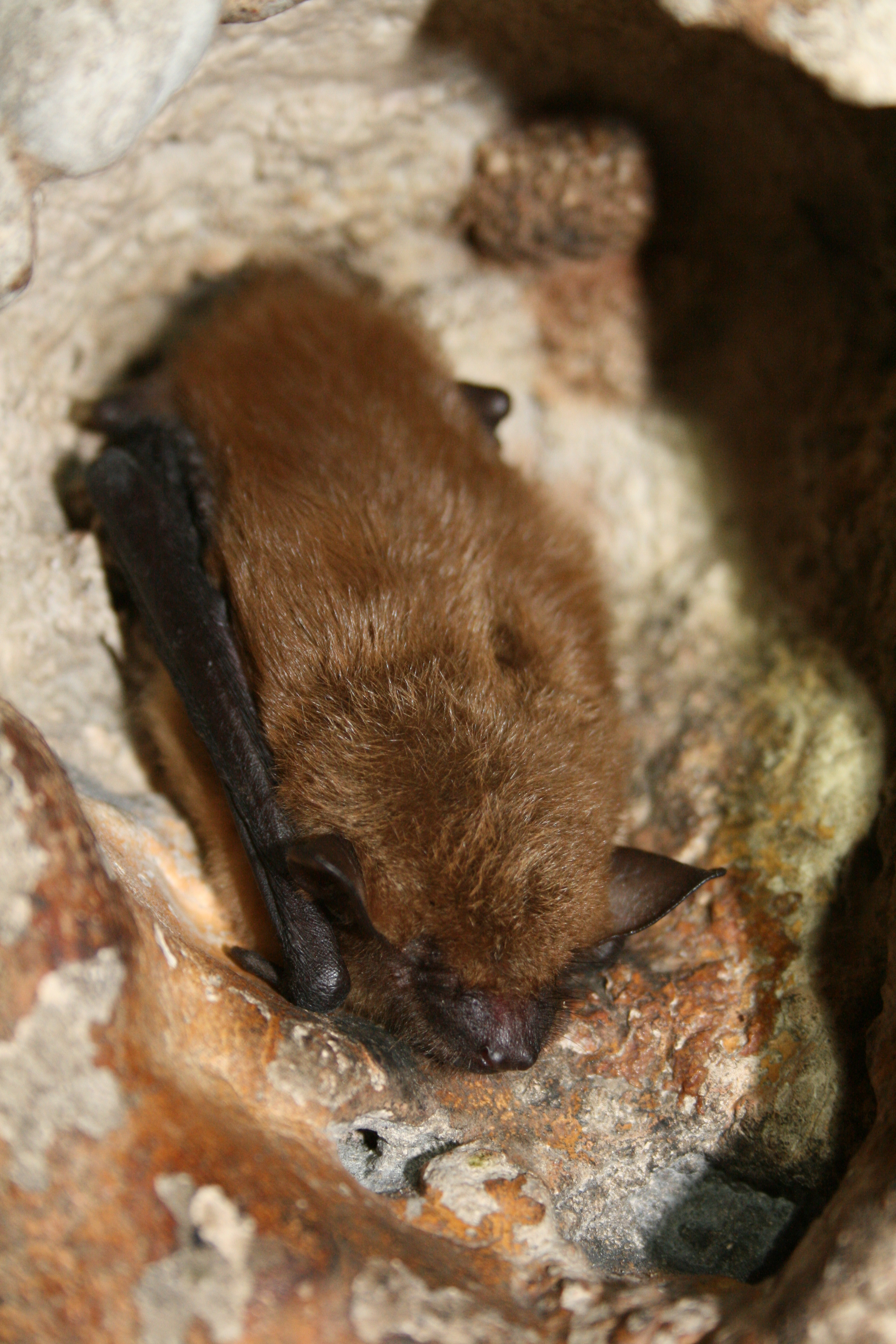 Bat held for examination (bats can transmit rabies or rabies-like viruses in some regions)